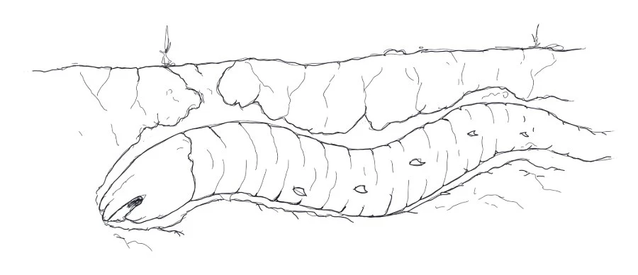 Pencil sketch of a worm tunnelling under the surface